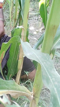 The Village Boy Went to the Cornfield and Hit Him Hard