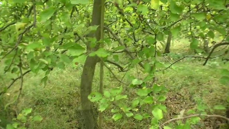 HPG Production: Horny Blonde 60 Year Old Mature Fucked Outdoors 5066