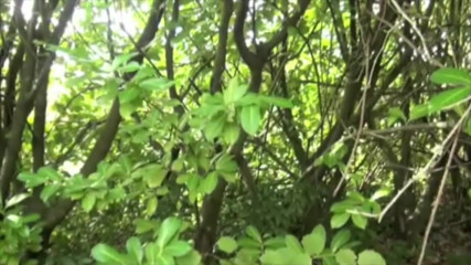 Crunch Boy: Смішна порно пародія на смурфів