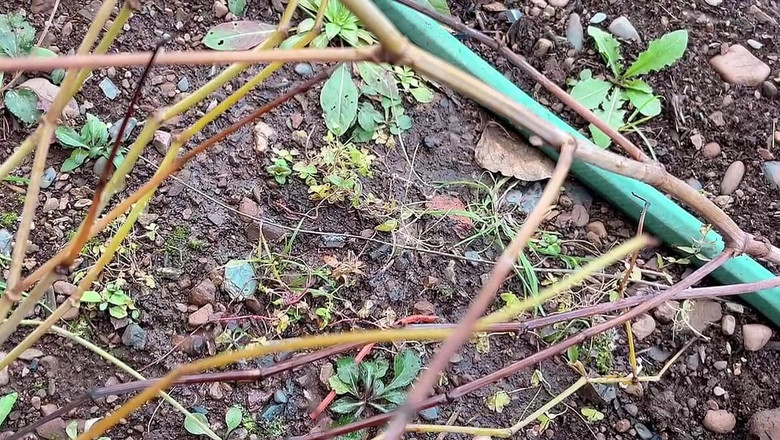 sweethanajapanese: Sikanie woda, spacer do ogrodu