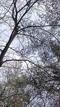 Risky Female Peeing and Masturbation in the Forest