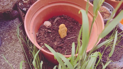 Mxtress Valleycat: A Pest in the Fairy Queen's Garden