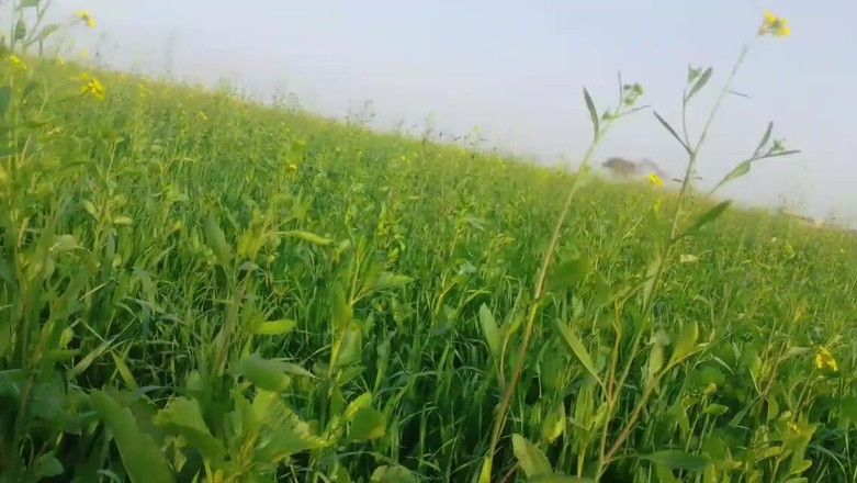 Abida pavreen: मैंने खेतों में उसकी गांड चोदना शुरू कर दिया, कोई ऊपर से आएगा और फिर मैंने छोड़ दिया