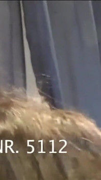 Si rambut coklat matang dan awek blonde disumbat berganda dalam pesta seks selamba