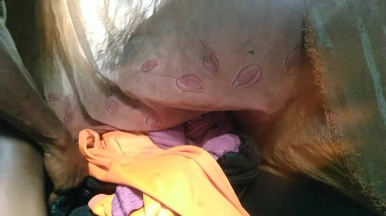 Bangcum8: Boy Fuck Free Pussy and Cum Very Good