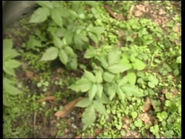 Lucky Wankerz: Curva blondă cu păr scurt își atinge pizda umedă în aer liber