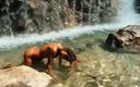 Monika FoXXX studio: Monika Fox Posing Naked Under a Waterfall