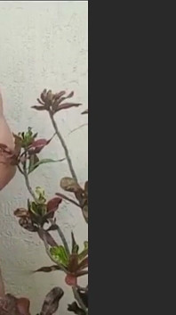 Gọi trong bụi rậm nơi mọi người có thể nhìn thấy tôi từ đường phố. Đó là nóng bỏng, chính xác, điên rồ, và vui vẻ