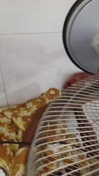 Napalona Desi Babe masaż bólu pleców zamienia się w namiętne obciąganie i wytryski na cycki