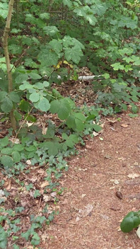 Walk in the Woods Who I Meet Today