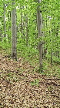 Ich jage ihm zwischen den Blättern hinterher