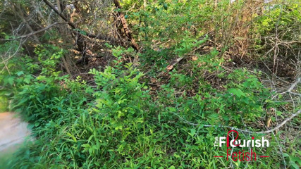 The Flourish XXX: Outdoor nature BDSM of BBW Missy Deep