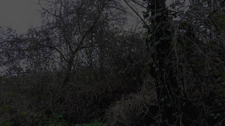 Rockardglans: Woodland Honí na sobě šňůry, Zblízka velké péro lemování, Cumming - Rockard...