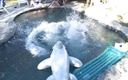 Big in Asia: Asijská velryba tlustého zadku vyhlažená bílým ptákem u bazénu
