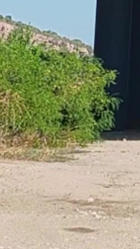 La schiava Tih mostra la sua figa e le sue tette sotto il ponte