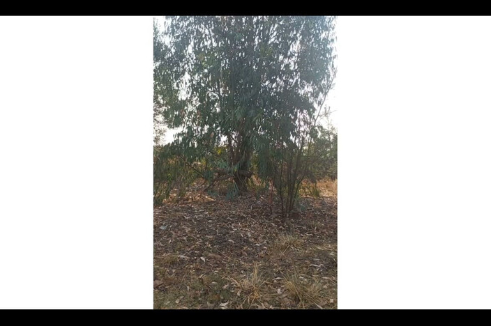 Mr_african: Estaba tratando de encontrar un lugar correcto en el bosque...