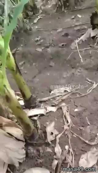 DeadBattery: 夫が捕まえる恋人とおばさん