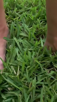 The Grass Is Always Greener