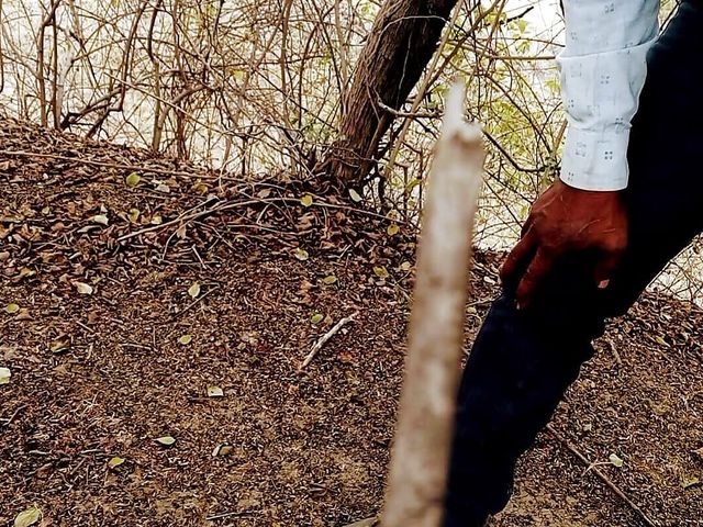 Jungle My Mangal 2 (Ash hot studio)
