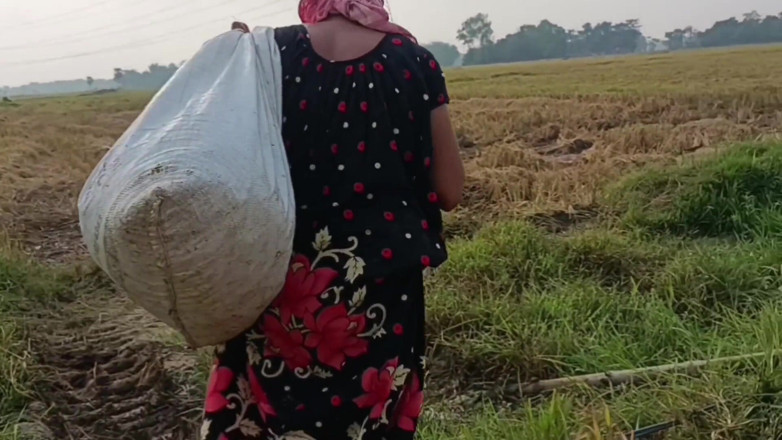 my house: Pee of the Village in Outdoor Field of Paddy Cutting...