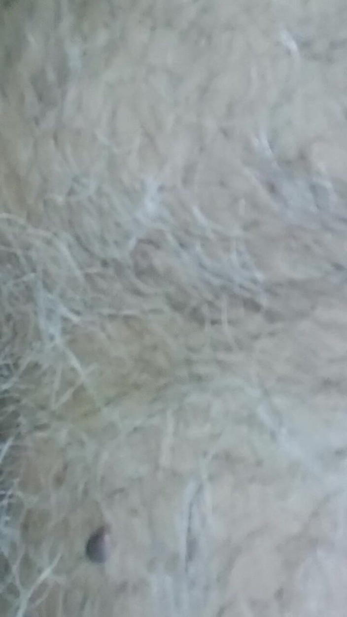 Daddy Dude: インドのパパがベッドに横たわり、あなたのためにからかい、ポーズをとっている