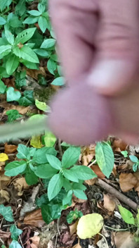 Stor oskuren kuk ute promenader, pissar, wanking i skogen bär sladdar - Rockard Daddy