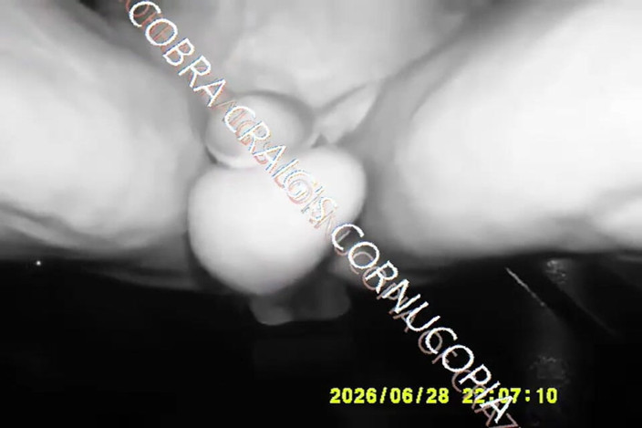 COBRA CRAIG: Azz Pussy Sooo Fuckin Juicy 6-28-26.mp4