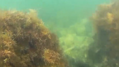 Risky Hairy Couple: 在海里游泳和暴露