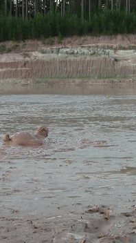Bain de boue dans une boue profonde et crémeuse