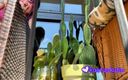 Kactus kutie: Pretty Girl Pees in a Plant Pot