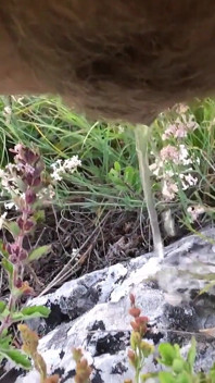Hairy Pee Outdoor