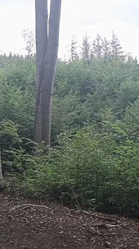 Between the Beeches: Rough Exhibition on Bare Wood