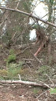Прив'язаний до дерева, принижений і смоктання члена