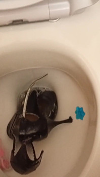 Sexy Pointy High Heels Peed on and Flushed Down the Toilet