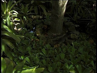 Lucky Cooch: Ebenová holka se pěkně baví v bazénu se svým milencem