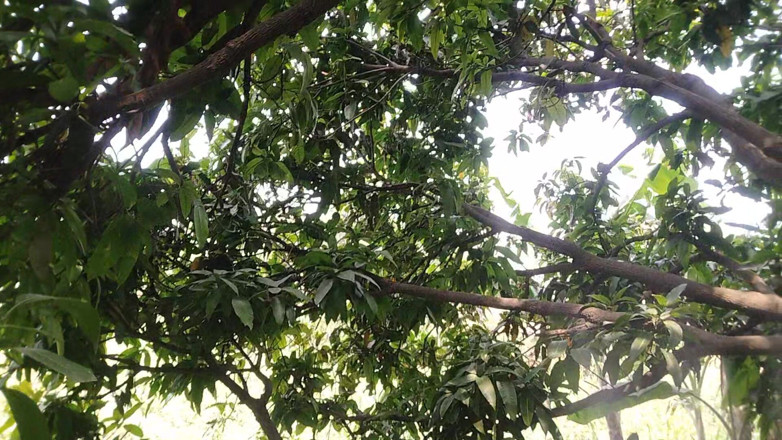 Blackberry World: Der Junge aus dem dorf geht in den Garten und...