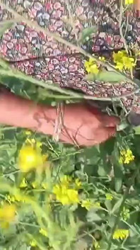 Village Desi Bhabhi Fucked in Mustard Field in Doggy Style. Outdoor Sex Desi Bhabhi with Dewar