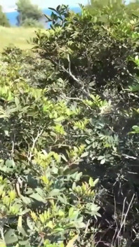Горячий лесбийский экшн с Sasha Rose и Daniella Margo