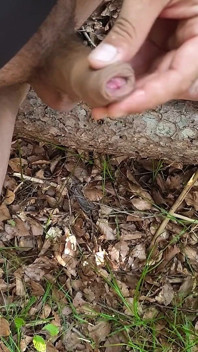 I'm Walking Through the Woods Naked. Looking for a Place to Jerk off!