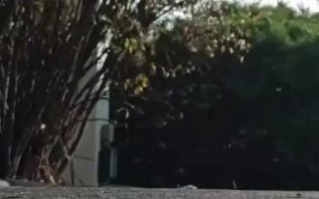 Watch Me Strut Away and Sashay Right Back Into Your Dreams in This Exclusive Blink-and-you’ll-miss-it Clip