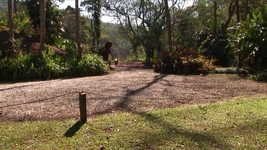 Due bei fusti splendidi scopano nel bosco