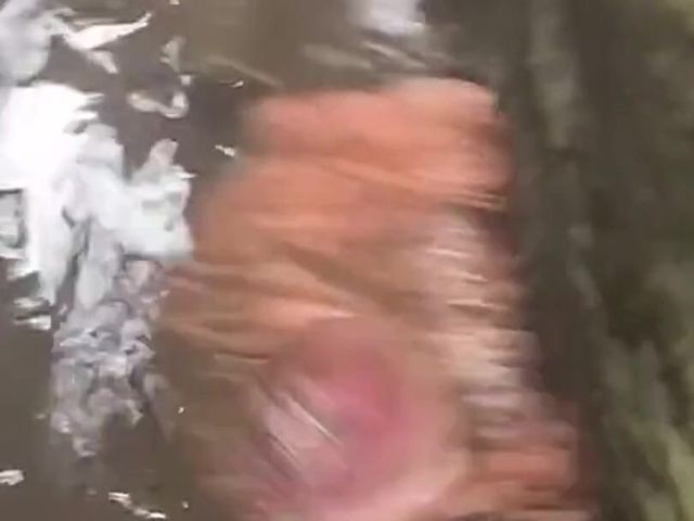 Cumming While Wallowing (Melvins)