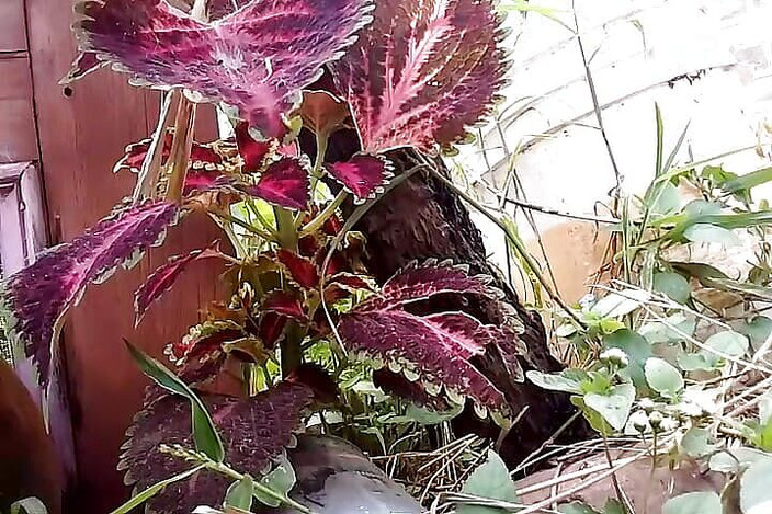 Gangbang straight: Like Doll