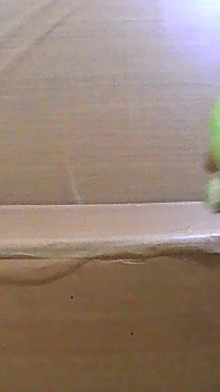 Sexy Femboy Crossdresser Slut Fucking Gaping Cabbage Asshole