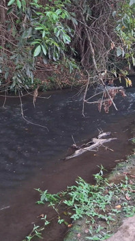 Estranhos são pegos fazendo sexo na cachoeira.