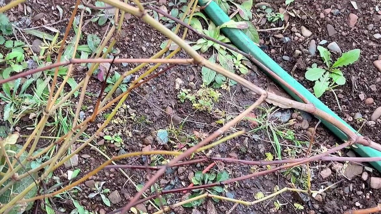 sweethanajapanese: Eau de pisse, promenade jusqu’au jardin