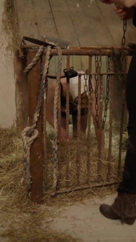 Chlewny ekstremalny extrem Schweinestall