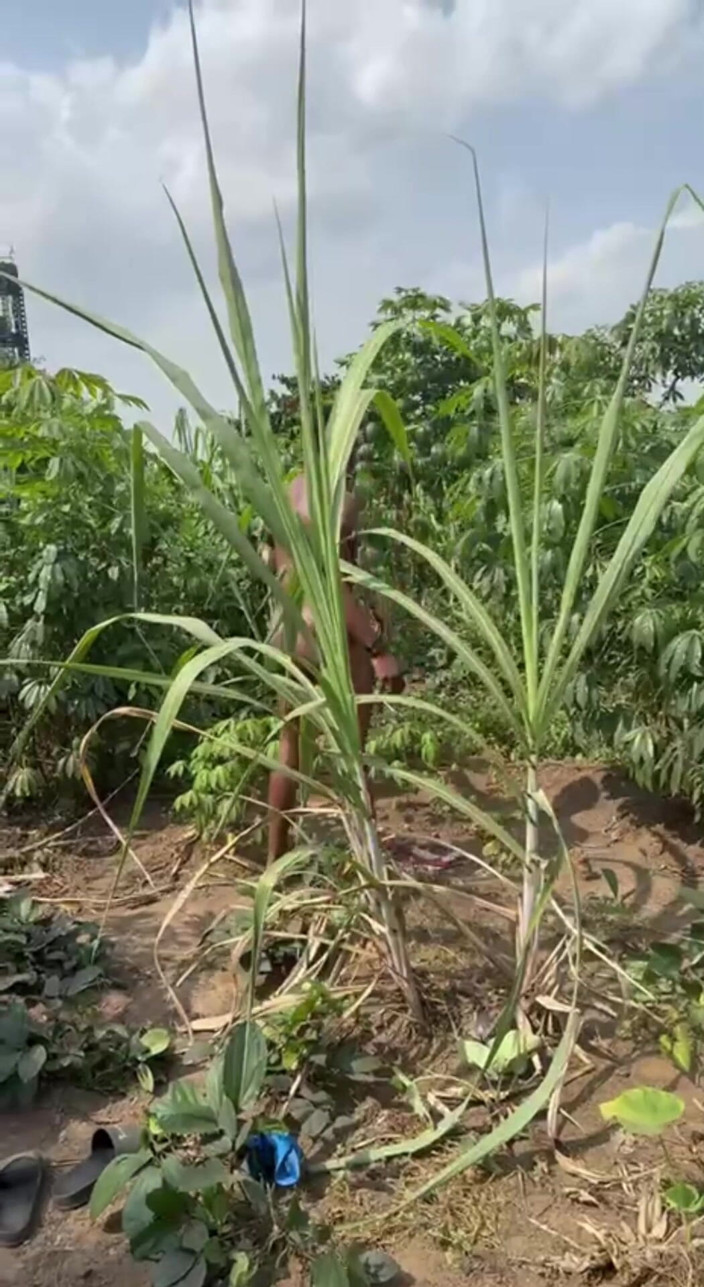 Queen no limit x: Syuting jagung mengejutkan semua orang yang berbicara tentang