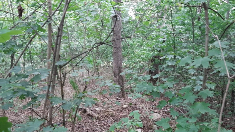 Lesbian-candys: Riskantní lesbická masturbace v lese