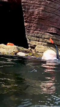 Open Water Freedive Ultra Long Fins, Wetsuit & Snorkel Gear